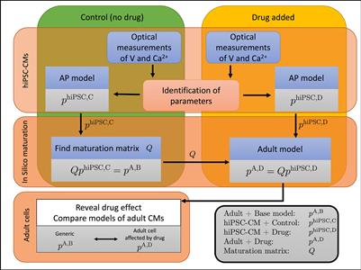 cardiomyocytes frontiersin derived microphysiological computational